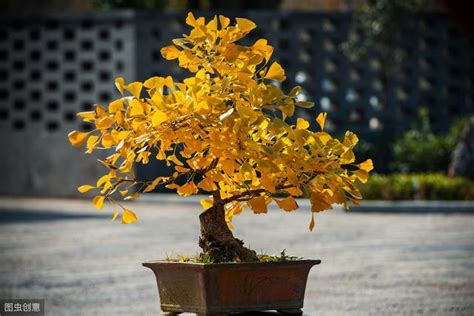 銀杏種植盆栽